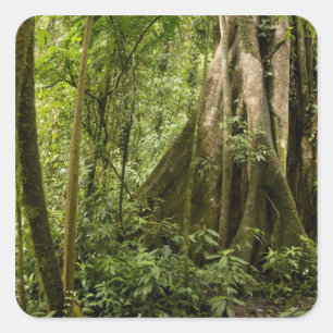 Cloud forest, Bosque de Paz, Costa Rica Square Sticker