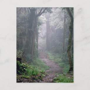 Cloud forest, Mt. Kilimanjaro, Tanzania Postcard