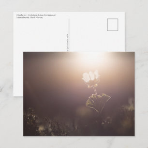 Cloudberry Nature Photo Postcard