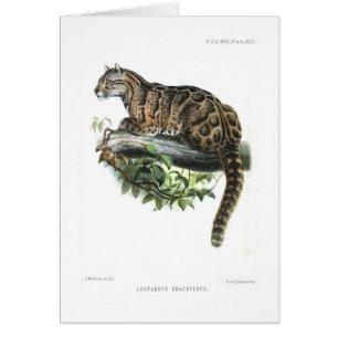 Clouded Leopard