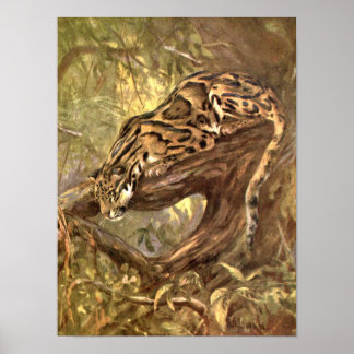 Clouded Leopard by CE Swan, Vintage Wild Animals Poster