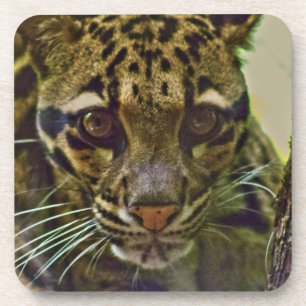 Clouded Leopard Coaster