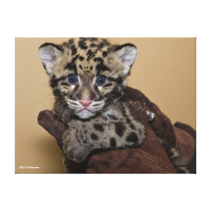 Clouded Leopard Cub Canvas Print
