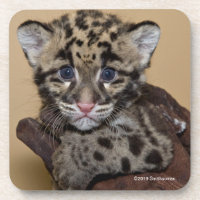 Clouded Leopard Cub