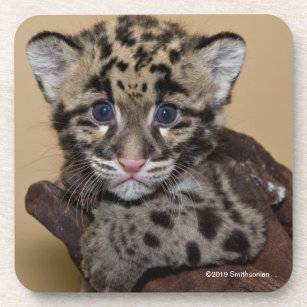 Clouded Leopard Cub Coaster