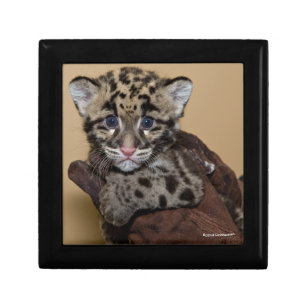 Clouded Leopard Cub Gift Box
