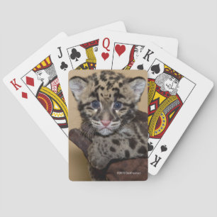Clouded Leopard Cub Playing Cards