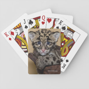 Clouded Leopard Cub Playing Cards
