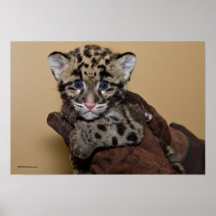 Clouded Leopard Cub Poster