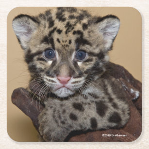 Clouded Leopard Cub Square Paper Coaster