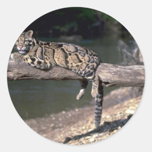 Clouded leopard on log classic round sticker
