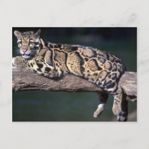 Clouded Leopard on log Postcard