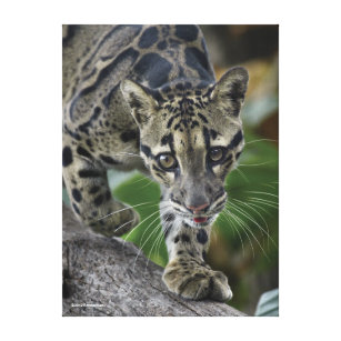 Clouded Leopard on the Move Canvas Print