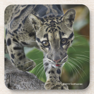 Clouded Leopard on the Move Coaster