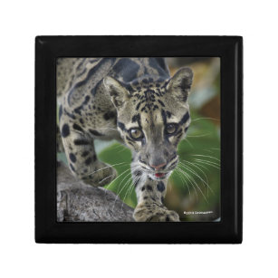 Clouded Leopard on the Move Gift Box