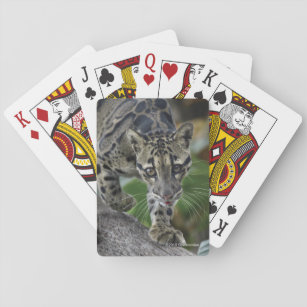 Clouded Leopard on the Move Playing Cards