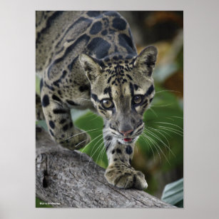 Clouded Leopard on the Move Poster