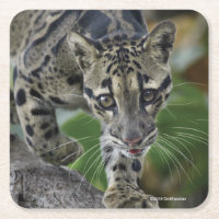 Clouded Leopard on the Move