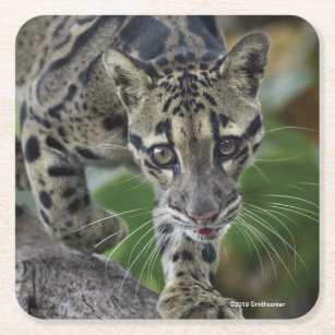 Clouded Leopard on the Move Square Paper Coaster