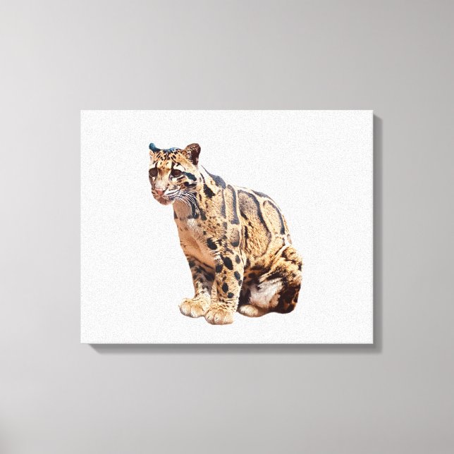 clouded leopard photograph jungle big cat animal   canvas print (Front)