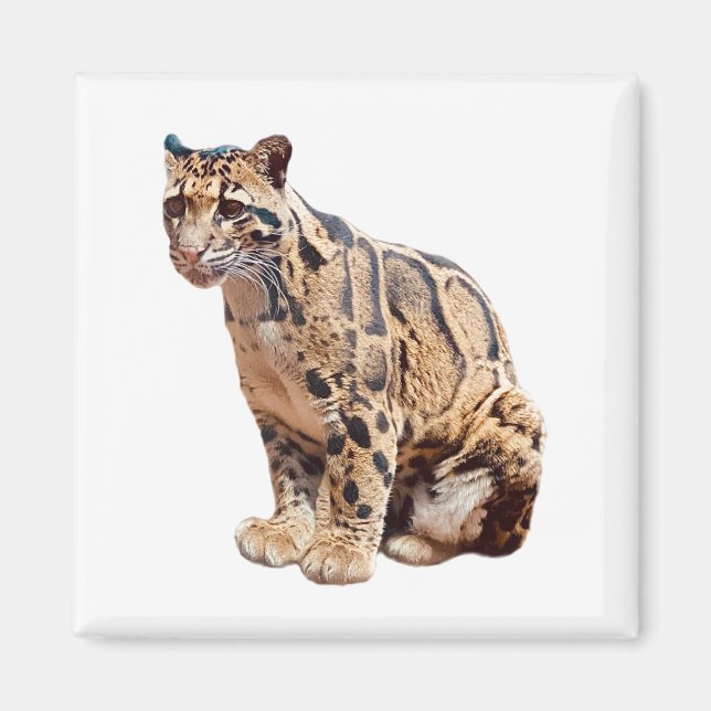 clouded leopard photograph jungle big cat animal   magnet (Front)