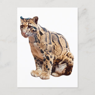 clouded leopard photograph jungle big cat animal postcard