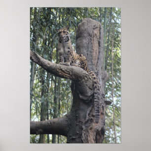 Clouded Leopard Photograph Poster