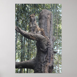 Clouded Leopard Photograph Wall Art Downloadable