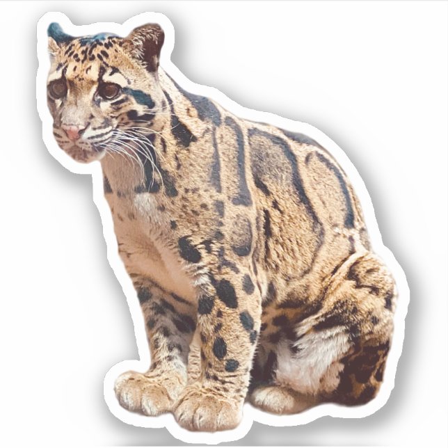 clouded leopard picture nature wildlife exotic (Front)