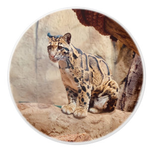 clouded leopard picture nature wildlife exotic ceramic knob