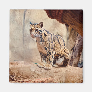clouded leopard picture nature wildlife exotic magnet