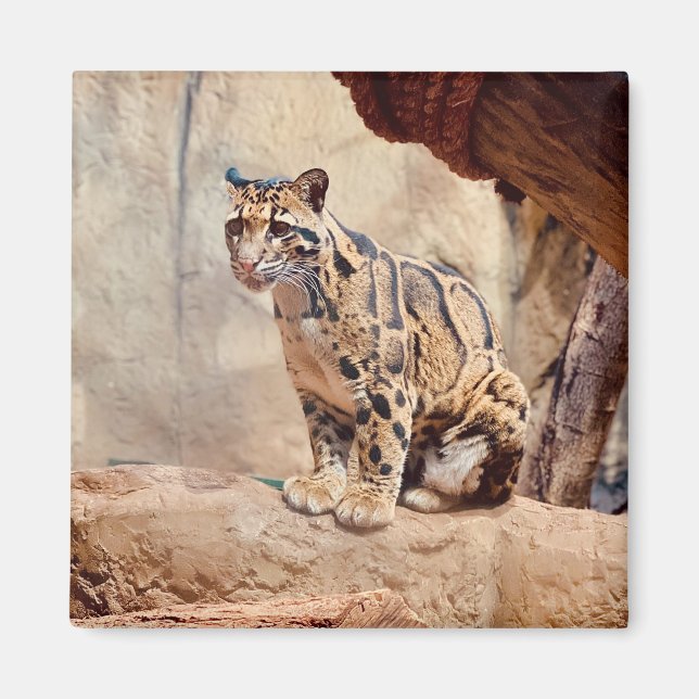 clouded leopard picture nature wildlife exotic magnet (Front)