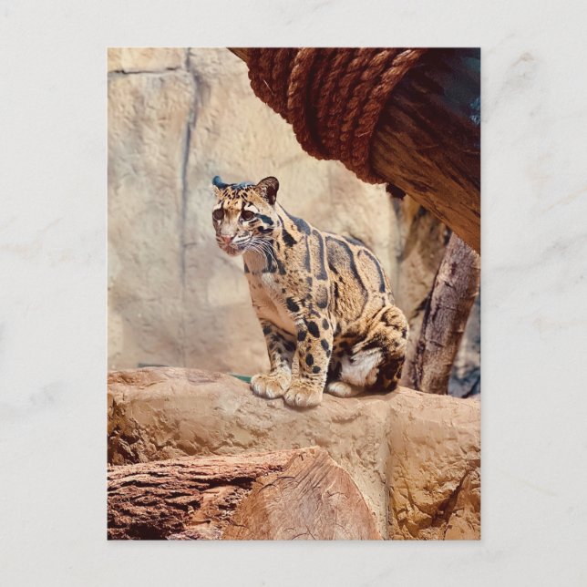 clouded leopard picture nature wildlife exotic postcard (Front)