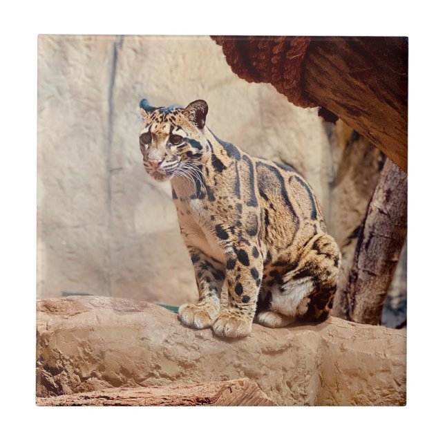 clouded leopard picture nature wildlife exotic tile (Front)