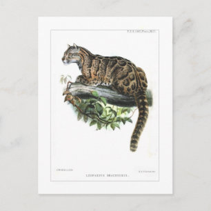 Clouded leopard postcard
