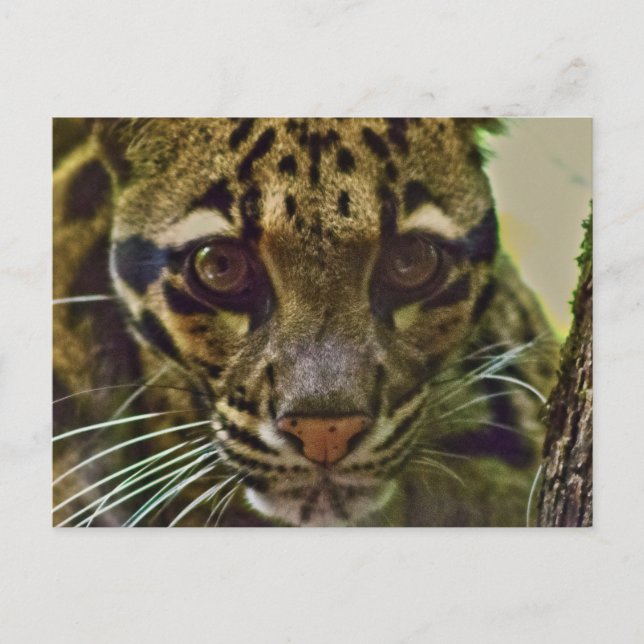 Clouded Leopard Postcard (Front)