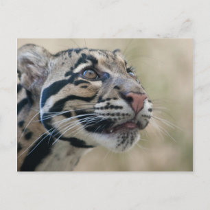 Clouded leopard postcard