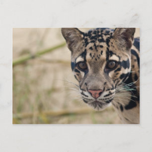 Clouded leopard postcard