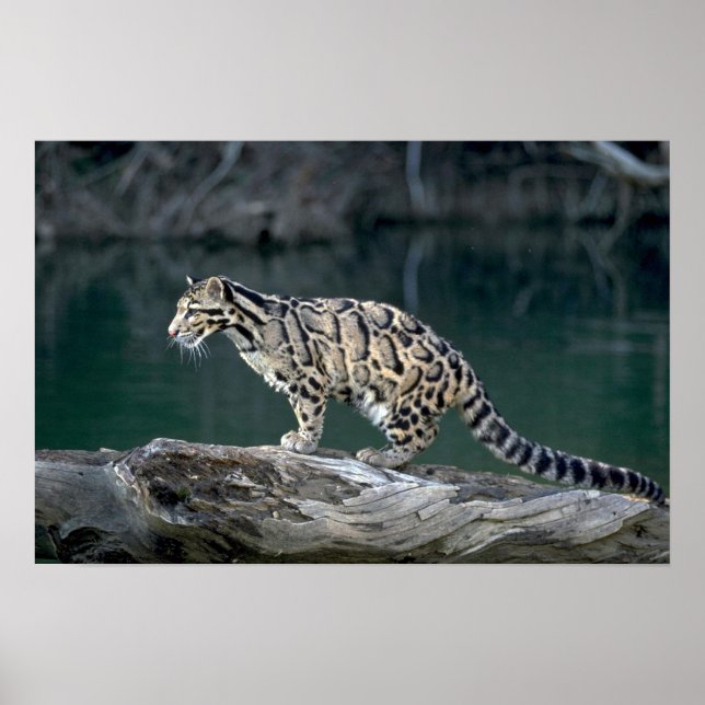 Clouded leopard poster (Front)