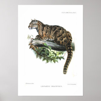 Clouded leopard poster