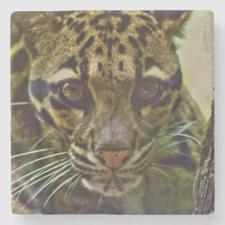 Clouded Leopard Stone Coaster