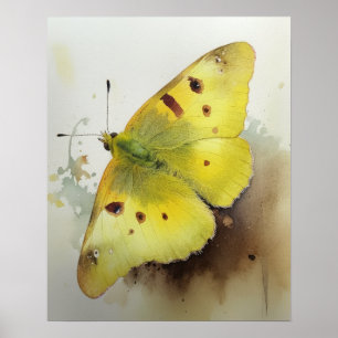 Clouded Sulphur Butterfly Art Print Poster