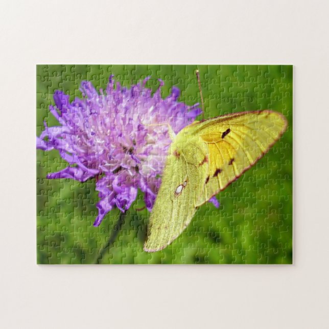 Clouded Yellow Butterfly Photo Puzzle and Gift Box (Horizontal)