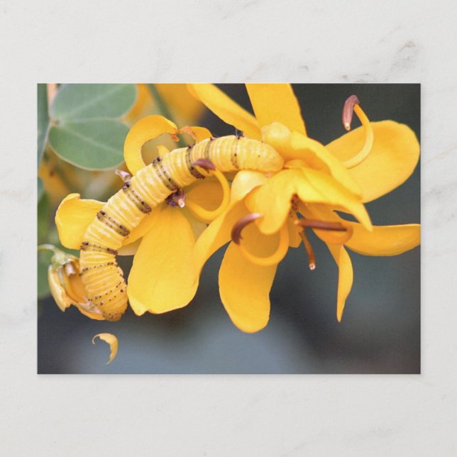 Cloudless Sulpher Caterpillar Photo Postcard (Front)