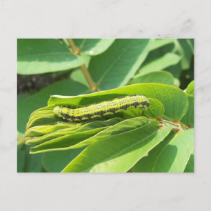 Cloudless Sulpher Caterpillar Postcard