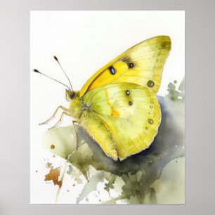 Cloudless Sulphur Butterfly Art Print Poster