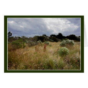 Clouds and Tall Grass OBX