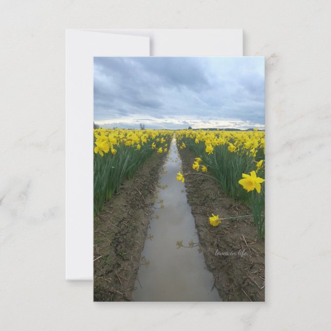 Cloudy Day Daffodils  Card (Front)