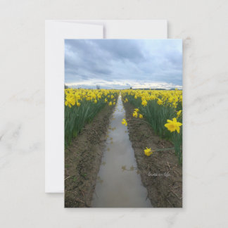 Cloudy Day Daffodils  Card