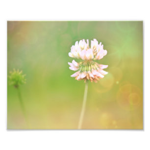 Clover Botanical Flower Photo Print